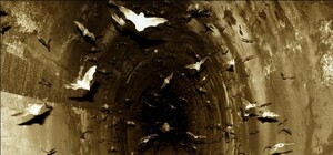 Чупакабра и стаи вампиров: кто живет в подземных пещерах Крыма