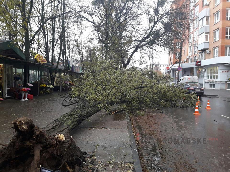 Новость - События - Фотофакт: в центре Полтавы машину накрыло огромное дерево