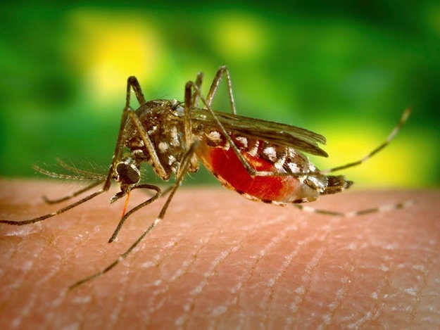 Новость - События - Укусил комар: в Полтаве студентка подхватила тропическую малярию