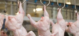 Вонь на километры: под Киевом выбросили 160 тонн гнилой курятины