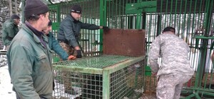 Боря, Бурий і Дженіфер: ведмедів з Львівщини відправили у реабілітаційний центр