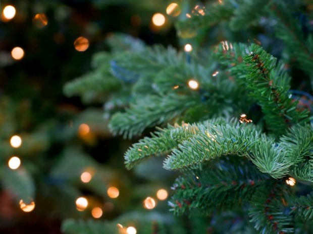 Новость - События - Где и почем: скоро в Полтаве начнут продавать новогодние елки