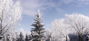 Погода подвела: прибытие главной елке страны в Киев откладывается