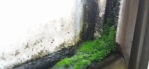 Зате 5 гривень: львівська маршрутка заросла мохом