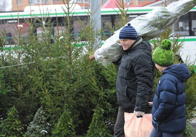 Новость - События - Цифра дня: сколько елок продали на Полтавщине
