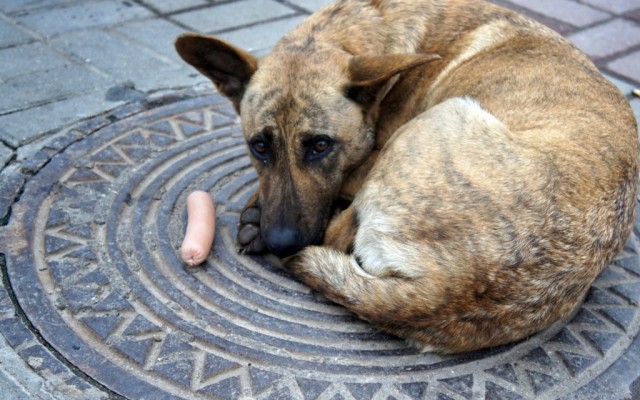 Новость - События - В Полтаве на Браелках отравили бездомных собак