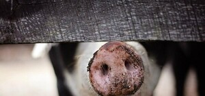 Особо опасно: в Запорожье обнаружили вспышку африканской чумы свиней