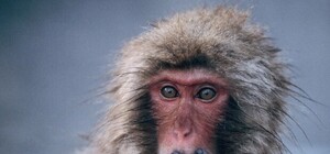 Так себе защита: антитеррористические урны в Днепре завалены мусором