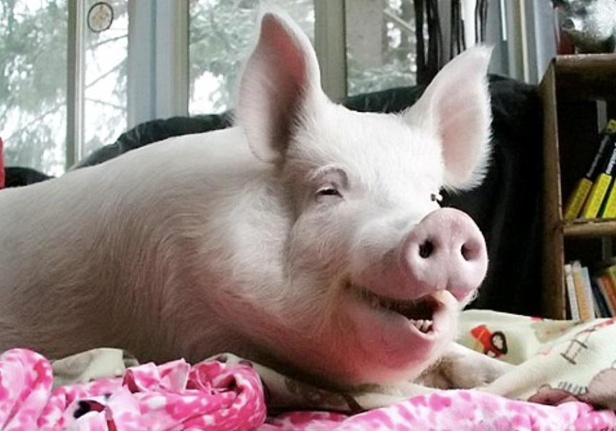 Новость - События - На Полтавщине зафиксировали АЧС: собираются уничтожить 1800 свиней