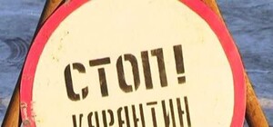 АЧС на Полтавщине: в зоне карантина стоят полицейские посты, а людей просят уничтожить своих свиней