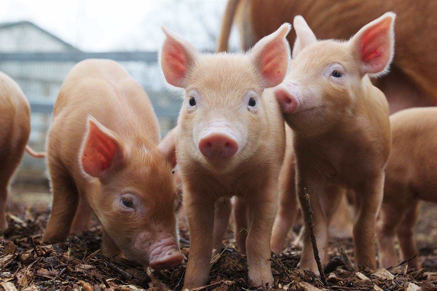 Новость - События - Цифра дня: на Полтавщине из-за АЧС уничтожили почти две тысячи свиней