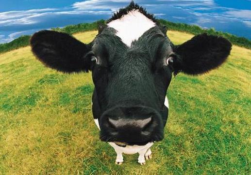 Новость - События - Теперь лейкоз: на Полтавщине объявили карантин, в зоне риска больше 100 коров