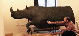 Таких у світі лише два: у Львові реставрували опудало волохатого носорога