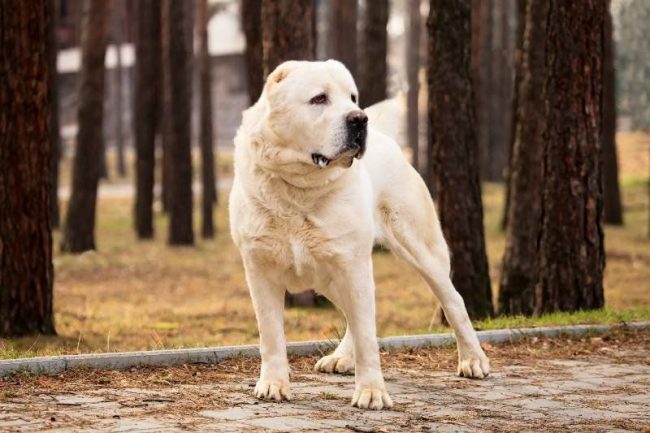 Новость - События - Осторожно, злая собака: в Полтаве алабай нападает на животных и людей