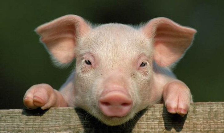 Новость - События - Не шашлык: под Полтавой сожгли больше тысячи свиней, больных АЧС