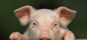 Не шашлык: под Полтавой сожгли больше тысячи свиней, больных АЧС