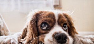 Собачі справи: у Львові облаштують крематорій і кладовище для тварин