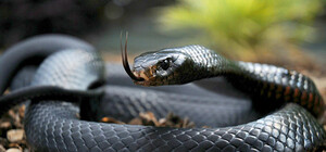 Ще одна жертва: на Львівщині бабусю вкусила змія