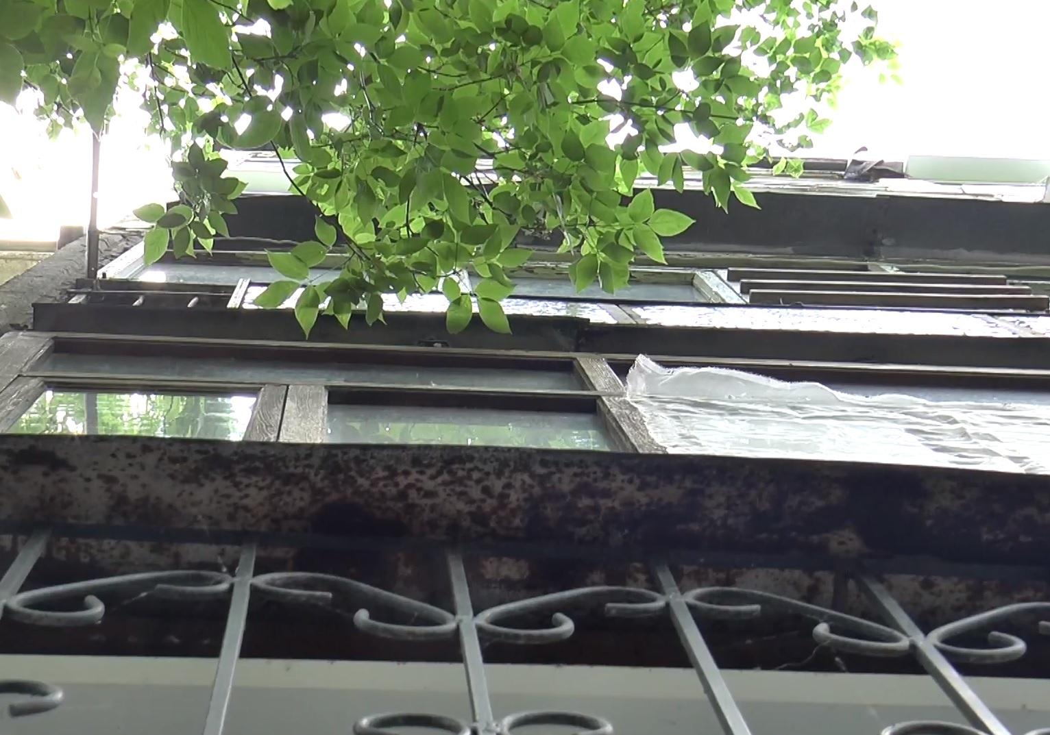 Новость - События - Полтавчане пожаловались на дерево, которое постоянно выбивает окна в их доме