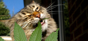 Победа: в соцсетях смеются над одесской полицией из-за 1 грамма конопли