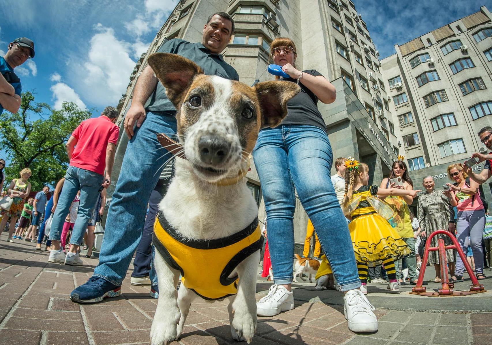 Новость - Досуг и еда - Кубок Хатико: на Полтавщине проведут всеукраинский парад животных
