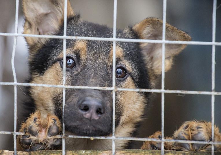 Новость - События - На протяжение месяца в Полтаве будут отлавливать и стерилизовать бездомных животных