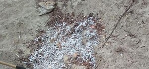 Жуткая находочка: в Коммунарском районе в посадке обнаружили груду шприцов