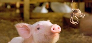 Объявили карантин: под Полтавой обнаружили АЧС, под угрозой больше 300 свиней