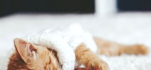 Свято наближається: як працюватимуть важливі установи Львова на День Конституції