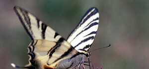 Полюбуйся: в Днепре летают бабочки из Красной книги