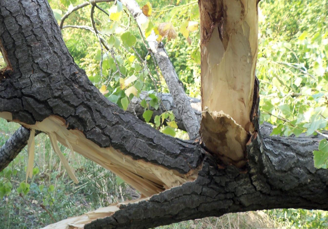 Новость - События - В Полтавской области из-за ветра дерево упало на детскую площадку: пострадала семья