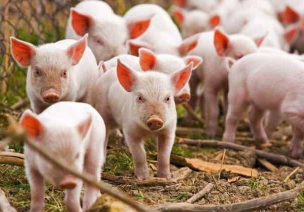 Новость - События - По-тихому: на Полтавщине продают больных африканской чумой свиней
