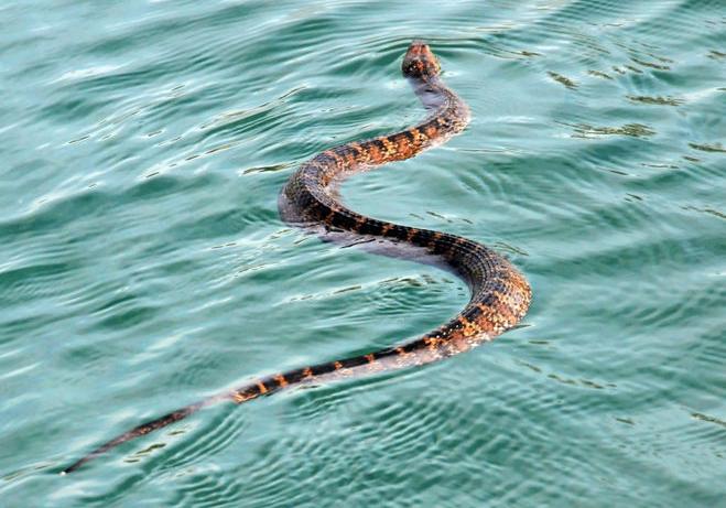 Новость - События - В озере под Полтавой парня укусила змея
