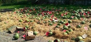 Фотофакт: на трасі під Львовом викинули гору кавунів