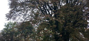 А за вікном – майже весна: у Львові до 1 вересня заквітли каштани