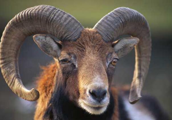 Новость - События - Пополнение фауны: в лесах Полтавщины появятся муфлоны, лани и олени