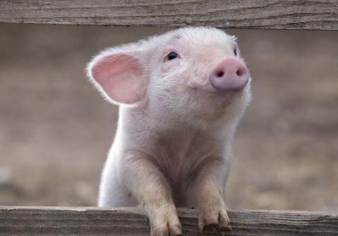Новость - События - На Полтавщине новая вспышка африканской чумы свиней