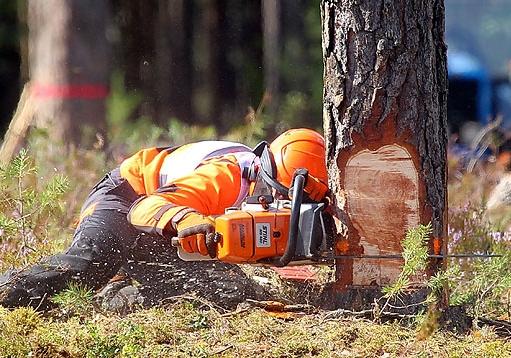 Новость - События - В Полтаве будут выпиливать аварийные деревья: назвали адреса