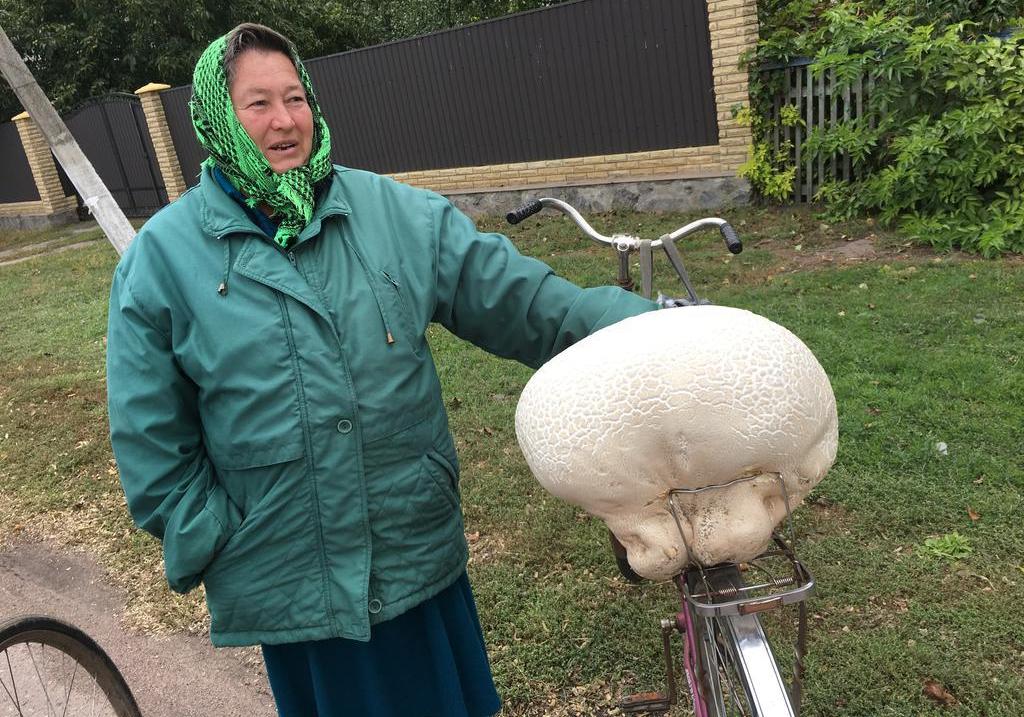 Новость - События - Фотофакт: на Полтавщине нашли огромный 5-килограмовый гриб