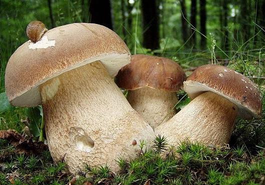 Новость - События - В Полтаве двое детей и один взрослый отравились грибами