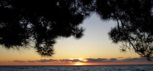 Жители бьют тревогу: в Ялте на набережной рубят сосны