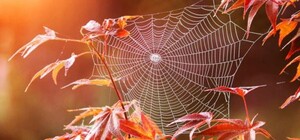 Тепло возвращается: синоптики рассказали, когда в Крыму наступит 