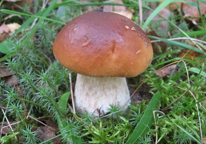Новость - События - На выходных трое полтавчан отравились грибами