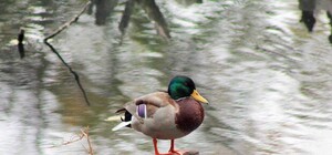 Смотри: в Савицкого парке живут дикие утки