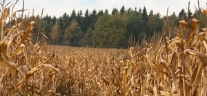 Сходил за дичью: на Полтавщине в кукурузном поле нашли застреленного охотника