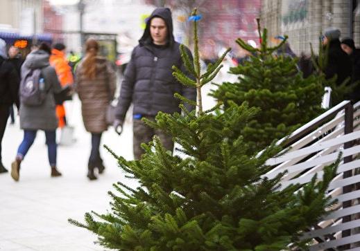 Новость - События - Цифра дня: почем в этом году продают елки в Полтаве