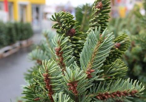 Сколько елок продали полтавские лесники к Новому году