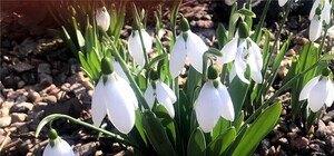 Весна идет, весне дорогу: смотри, в Одессе распустились подснежники