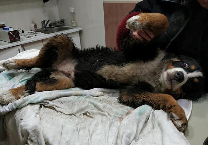 В Полтаве избили щенка и бросили на улице, в собаки сломана челюсть