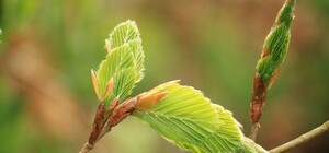 Скоро зазеленеет: в Одессе на деревьях уже появляются первые листочки